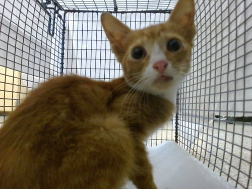 MILO - Domestic Short Hair available for adoption