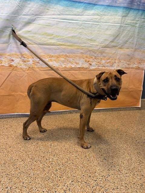 CRYSTAL - American Bulldog available for adoption