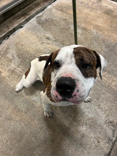 JACK - American Bulldog available for adoption