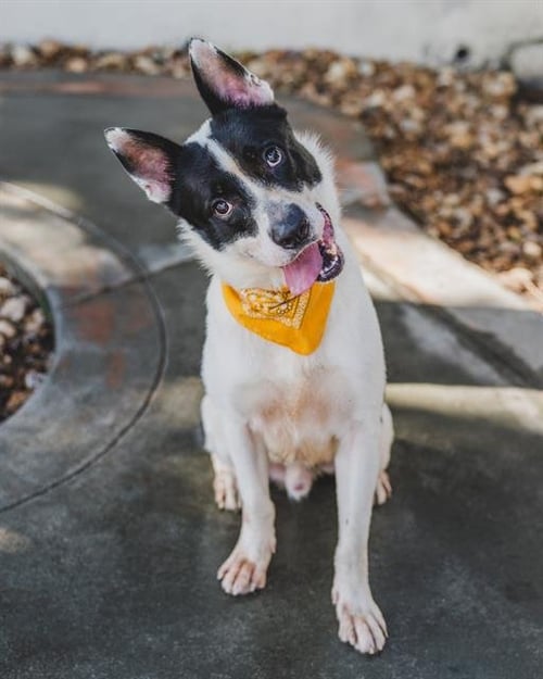 FRANK - German Shepherd Dog / American Bulldog available for adoption