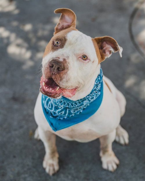 BRUNO - American Bulldog available for adoption