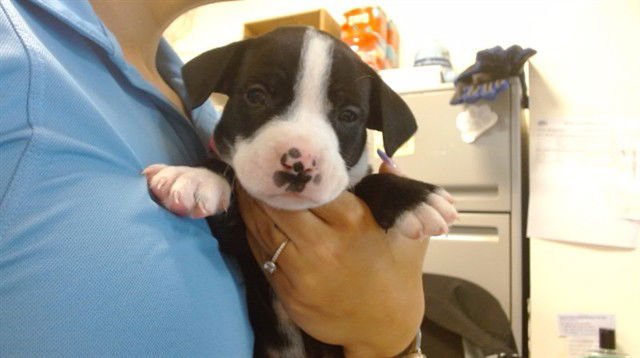 TANKER - Dogo Argentino / Presa Canario available for adoption