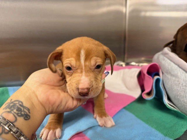 CARAMEL - Labrador Retriever available for adoption