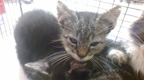 BINKY - Domestic Short Hair available for adoption