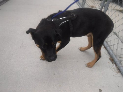KADE - Terrier available for adoption
