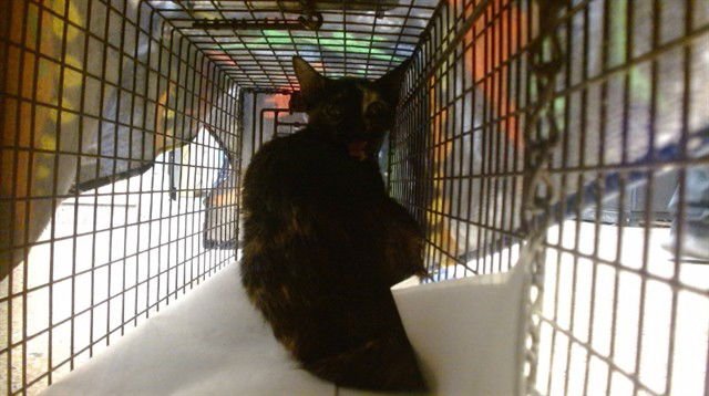 TINA - Domestic Short Hair available for adoption