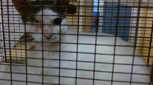 MISSY - Domestic Short Hair available for adoption