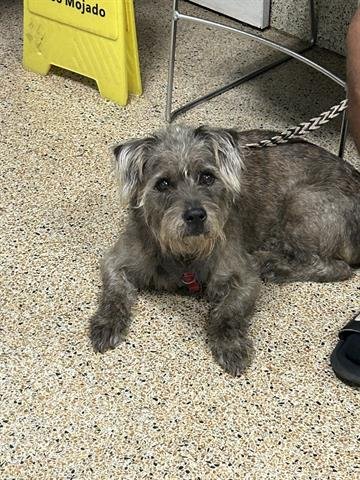 TONY - Norwich Terrier available for adoption