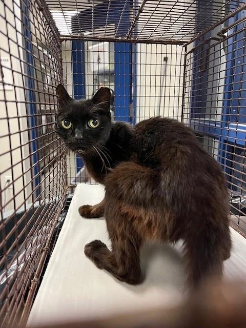 AMY - Domestic Short Hair available for adoption