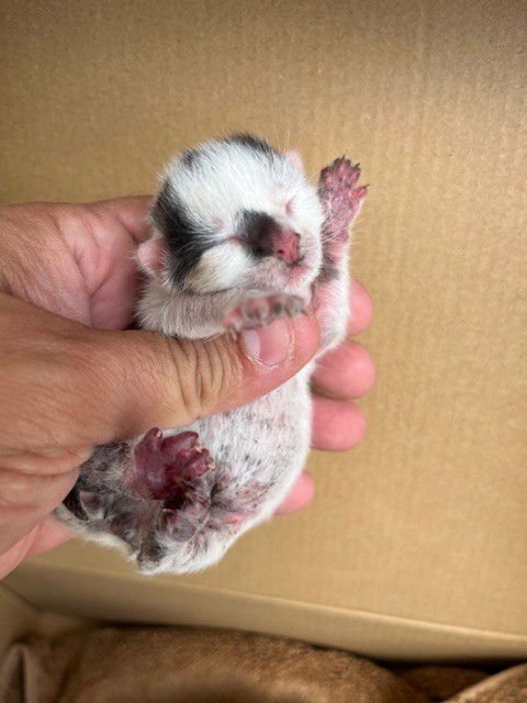 ZANE - Domestic Short Hair available for adoption