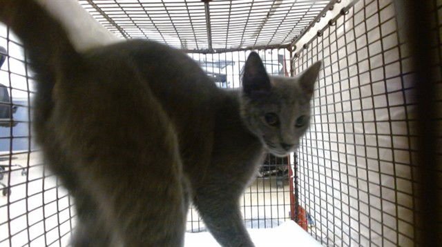 ALLY - Domestic Short Hair available for adoption