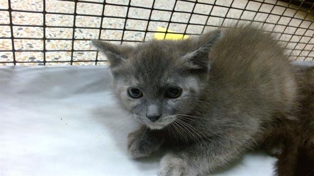 CLOUDY - Domestic Short Hair available for adoption