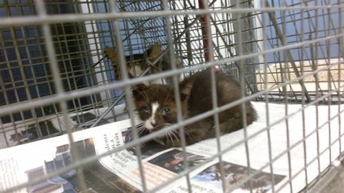 MANDY - Domestic Short Hair available for adoption