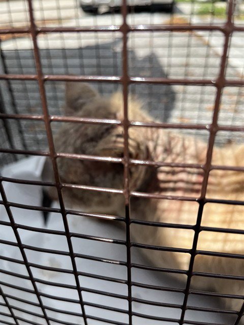 SUNNY - Domestic Long Hair available for adoption