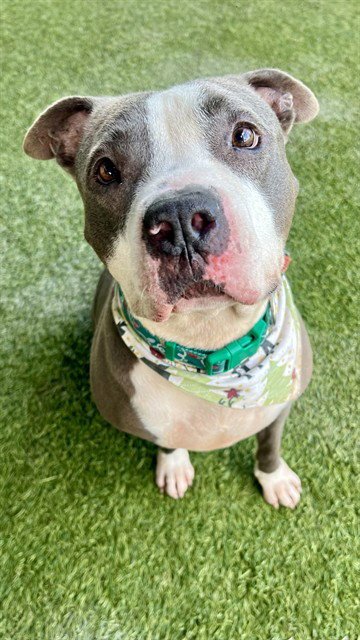 MOCHO - American Bulldog available for adoption