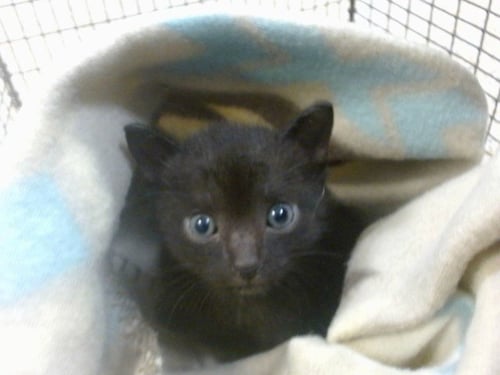 NEO - Domestic Short Hair available for adoption
