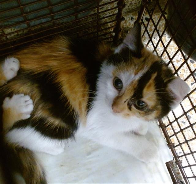 CELINE - Domestic Short Hair available for adoption