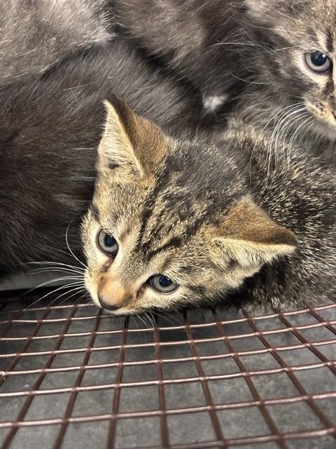 APRIL - Domestic Short Hair available for adoption