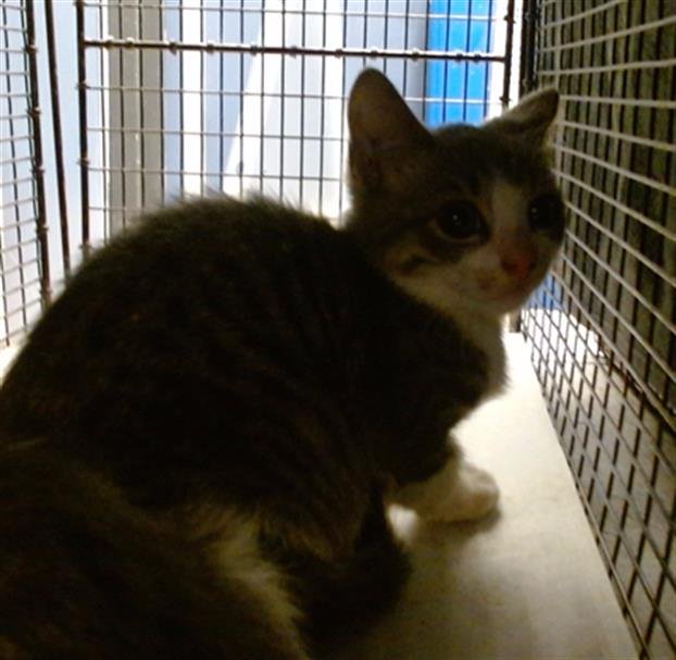 WHISKERS - Domestic Short Hair available for adoption