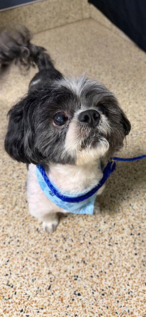 ATLAS - Shih Tzu available for adoption