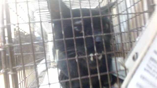 ZUKO - Domestic Short Hair available for adoption