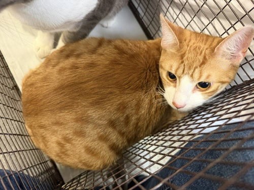 WILBER - Domestic Short Hair available for adoption