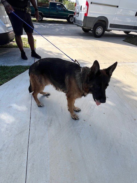 JOY - German Shepherd Dog available for adoption