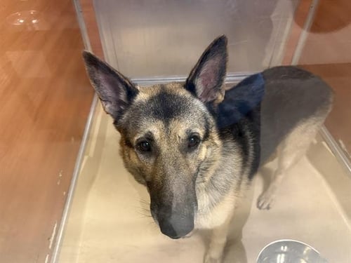 BRUNO - German Shepherd Dog available for adoption
