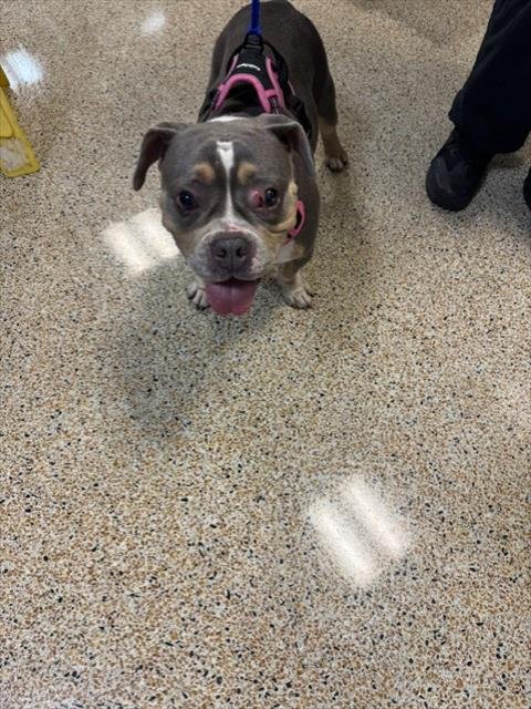 VENUS - American Bulldog available for adoption