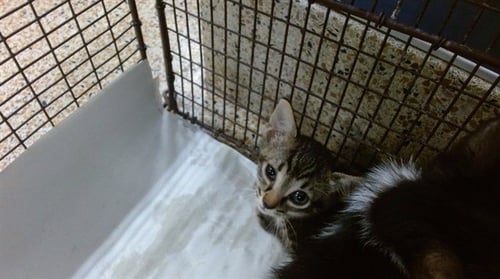 ATHENA - Domestic Short Hair available for adoption