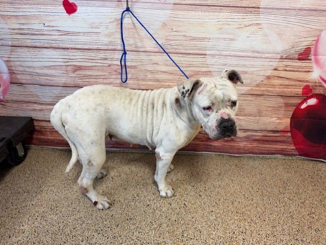 ESTHER - American Bulldog available for adoption