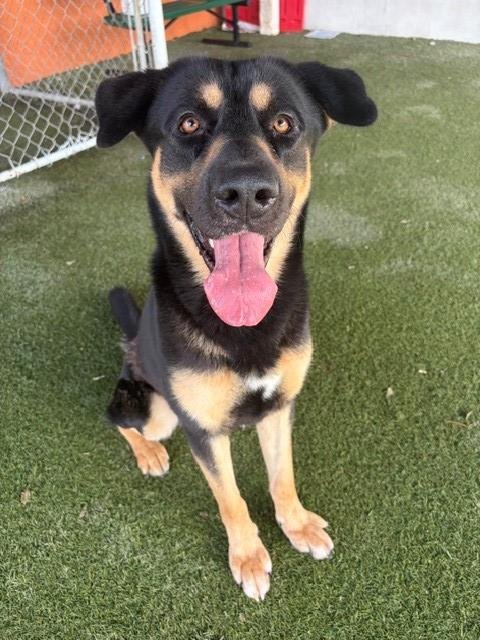 BOB - German Shepherd Dog for adoption in Miami