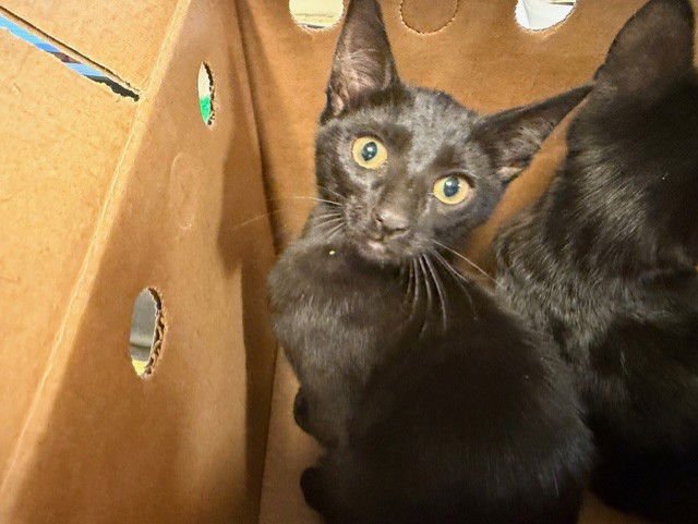 TULULU - Domestic Short Hair available for adoption