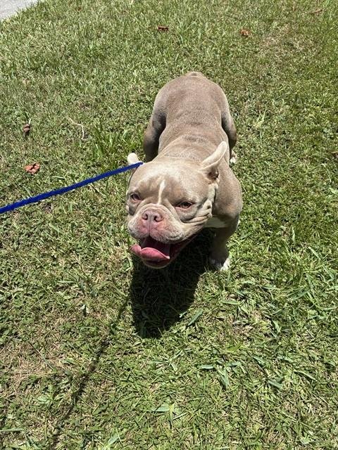 ELISE - French Bulldog available for adoption