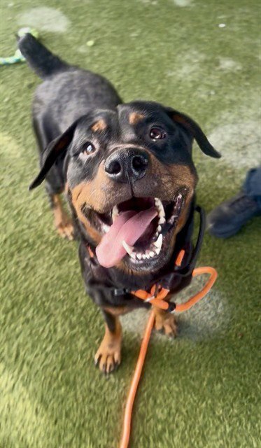 EMPRESS - Rottweiler available for adoption