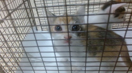LUCY - Domestic Short Hair available for adoption