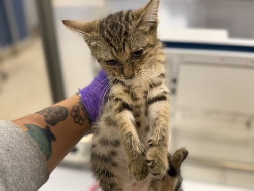 NINA - Domestic Short Hair available for adoption