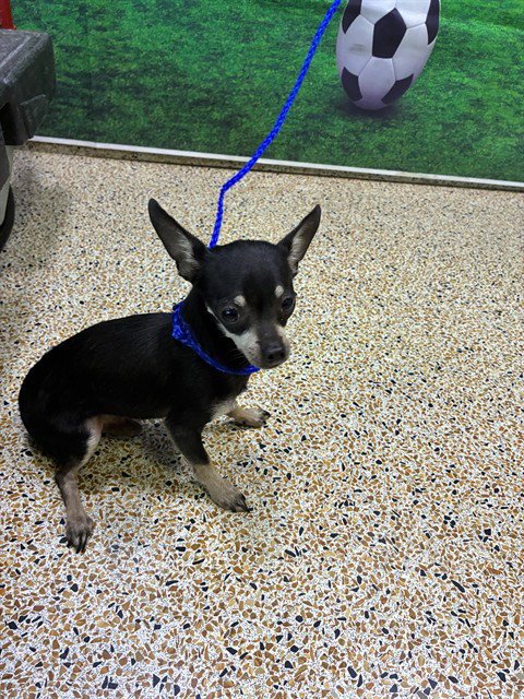 TONI - Chihuahua available for adoption