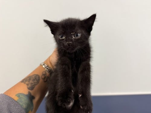 POP - Domestic Short Hair available for adoption