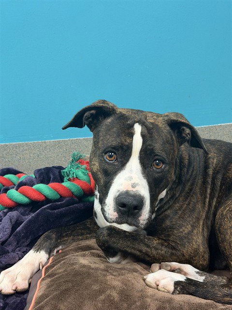 ELEVEN - American Pit Bull Terrier available for adoption