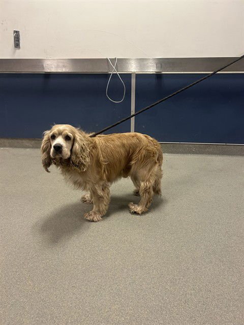 TOBY - Cocker Spaniel available for adoption