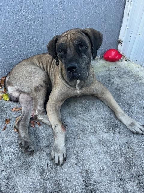 JACK - Mastiff available for adoption