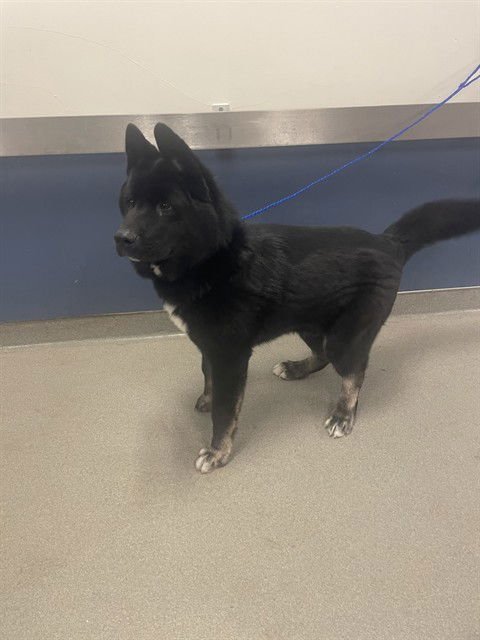 CINCO - Akita available for adoption