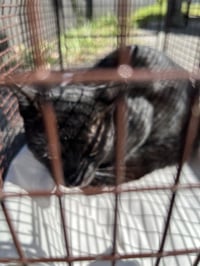 SHADOW - Photo 1
