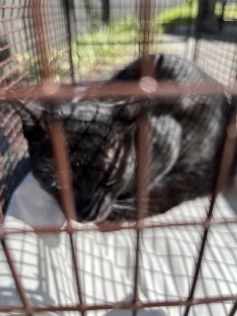SHADOW - Domestic Long Hair available for adoption