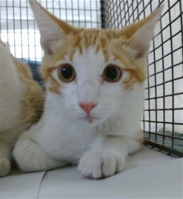 CHARLIE - Domestic Short Hair available for adoption