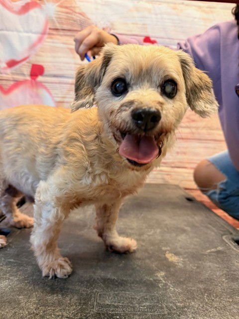 CISCO - Border Terrier available for adoption