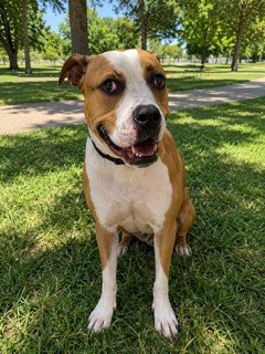 KNOX - American Bulldog available for adoption