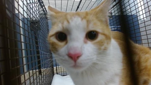 SOUL - Domestic Short Hair for adoption in Hialeah