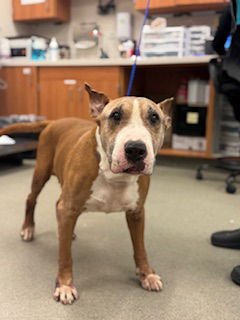 BUDDY - Bull Terrier available for adoption
